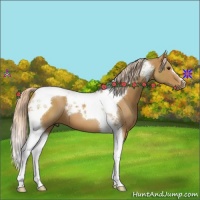 Horse Color:Palomino Tobiano 