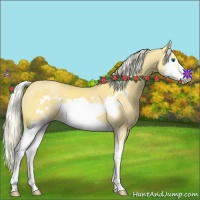 Horse Color:Palomino Splash Frame