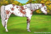 Horse Color:Silver Bay Splash Tobiano Frame