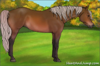 Horse Color:Gray Silver Bay 