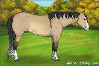 Horse Color:Bay Dun Splash 