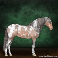 Horse Color:White Spotted Bay Varnish 