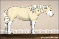 Horse Color:Palomino Roan Splash 