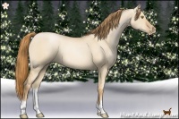 Horse Color:Red Dun Pearl 