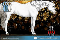 Horse Color:Buckskin Appaloosa 