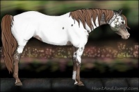 Horse Color:Liver Chestnut Sabino Near Fewspot 