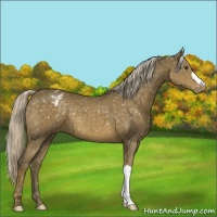 Horse Color:Chocolate Palomino Mushroom Snowflake Varnish 