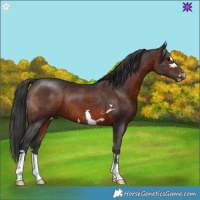 Horse Color:Brown 