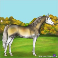 Horse Color:Chocolate Palomino Onyx Splash 