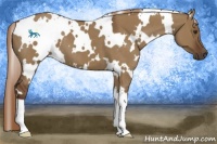 Horse Color:White Spotted Liver Red Dun 