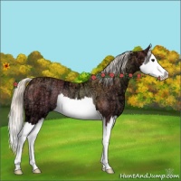 Horse Color:Silver Bay Ice Splash Rabicano 