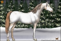 Horse Color:White Spotted Bay Pearl Dun Frame Appaloosa 