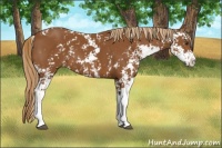 Horse Color:Chestnut Sabino 