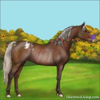 Horse Color:Silver Brown Varnish Rabicano 