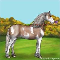 Horse Color:Silver Brown Splash Appaloosa