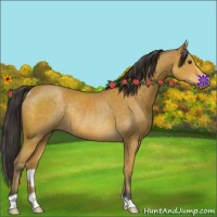 Horse Color:Buckskin Rabicano 