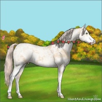 Horse Color:Gold Cream Champagne Ice Sabino 