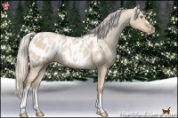 Horse Color:Silver Grullo Pearl Appaloosa