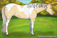 Horse Color:Gray Silver Buckskin Dun Tobiano 