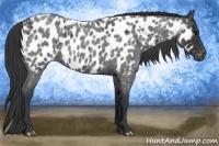 Horse Color:Blue Roan Near Leopard 