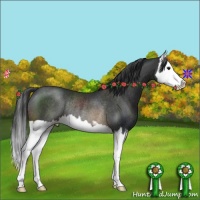 Horse Color:Brown Sabino Splash Rabicano 