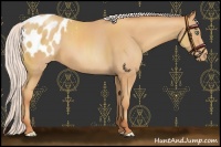 Horse Color:Chocolate Silver Amber Champagne Appaloosa 