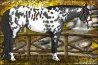 Horse Color:Black Frame Appaloosa 