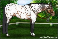 Horse Color:Brown Appaloosa 