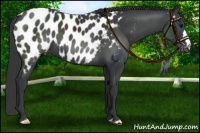 Horse Color:Black Appaloosa 
