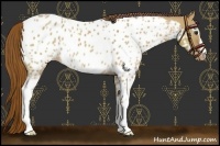 Horse Color:White Spotted Red Dun Near Leopard 