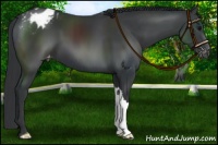Horse Color:Black Appaloosa