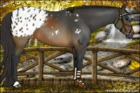 Horse Color:Brown Appaloosa 