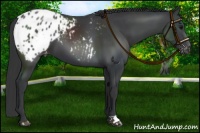 Horse Color:Black Appaloosa 