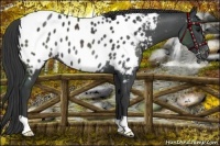Horse Color:Black Appaloosa