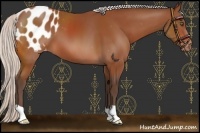Horse Color:Silver Brown Appaloosa 