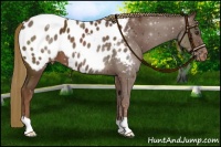 Horse Color:Liver Chestnut Appaloosa