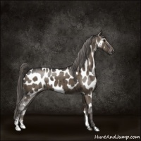 Horse Color:Smoky Grullo Sabino Near Leopard Brindle 