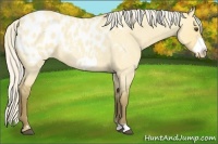 Horse Color:Silver Buckskin Roan Dun Frame Appaloosa 