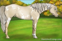 Horse Color:White Spotted Chocolate Palomino Pearl Dun Rabicano