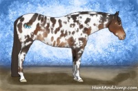 Horse Color:White Spotted Liver Chestnut Near Leopard Rabicano 