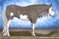 Horse Color:Silver Black Splash Frame 
