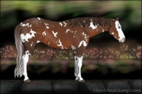 Horse Color:White Spotted Liver Chestnut Splash 