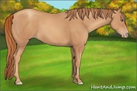 Horse Color:Gold Champagne 