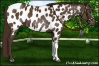 Horse Color:Liver Chestnut Near Leopard 