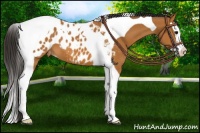 Horse Color:Bay Splash Tobiano Appaloosa 