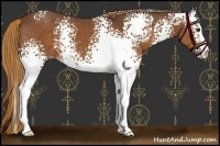 Horse Color:White Spotted Liver Chestnut Varnish