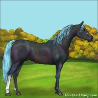 Horse Color:Watercolor Midnight Bay Ice 