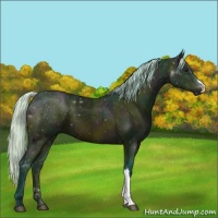 Horse Color:Watercolor Midnight Silver Bay Ice 