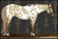 Horse Color:Chocolate Palomino Dun Appaloosa 