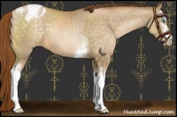 Horse Color:White Spotted Chocolate Buckskin Pearl Appaloosa